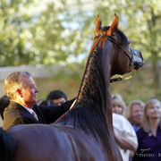 2013 Arabian Breeders World Cup Candid Shots