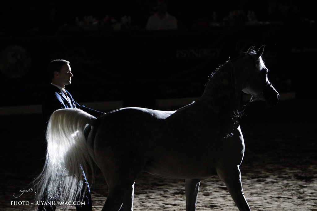 2013 Arabian Breeders World Cup Candid Shots