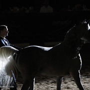 2013 Arabian Breeders World Cup Candid Shots