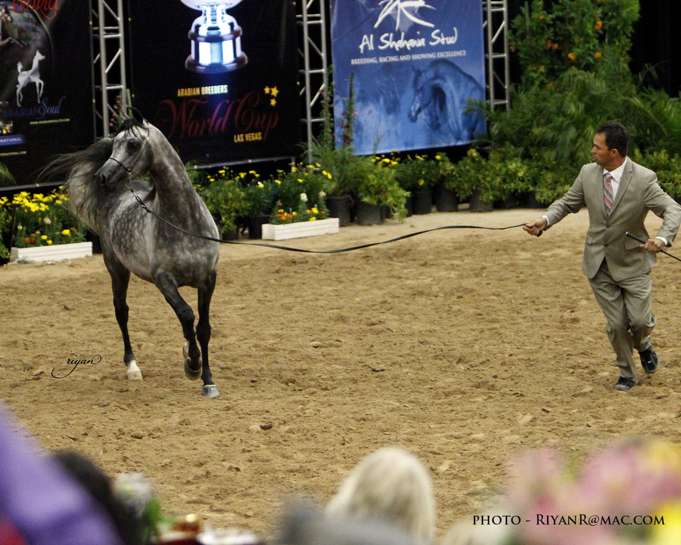 2013 Arabian Breeders World Cup Candid Shots
