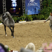 2013 Arabian Breeders World Cup Candid Shots