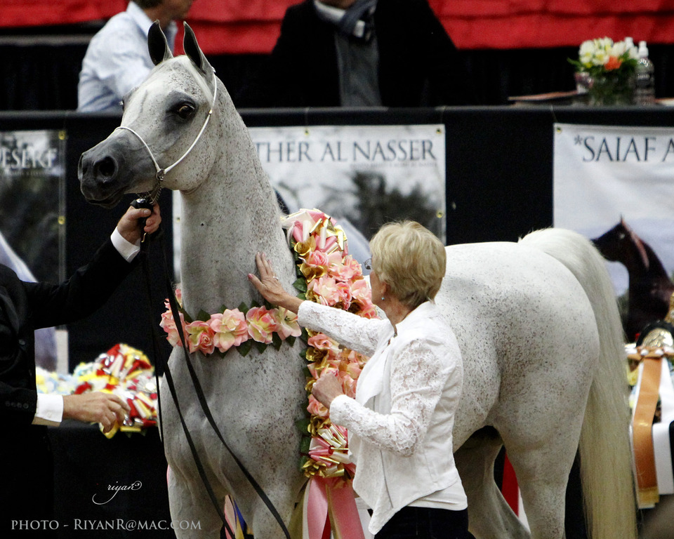 2013 Arabian Breeders World Cup Candid Shots