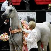 2013 Arabian Breeders World Cup Candid Shots