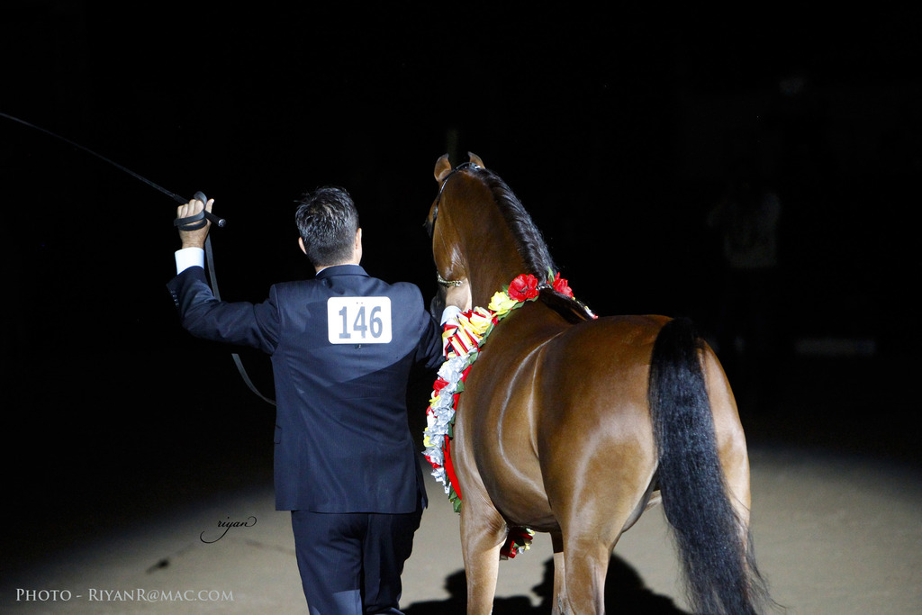 2013 Arabian Breeders World Cup Candid Shots
