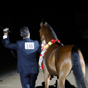 2013 Arabian Breeders World Cup Candid Shots
