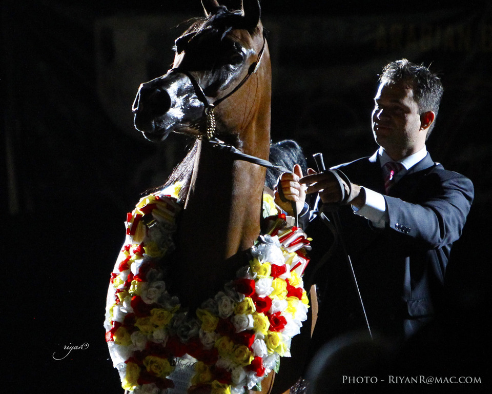 2013 Arabian Breeders World Cup Candid Shots