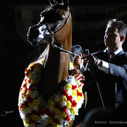 2013 Arabian Breeders World Cup Candid Shots