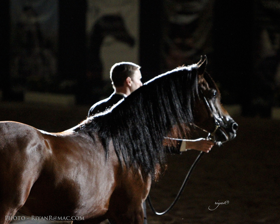 2013 Arabian Breeders World Cup Candid Shots