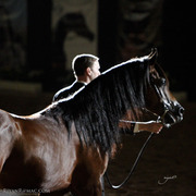 2013 Arabian Breeders World Cup Candid Shots