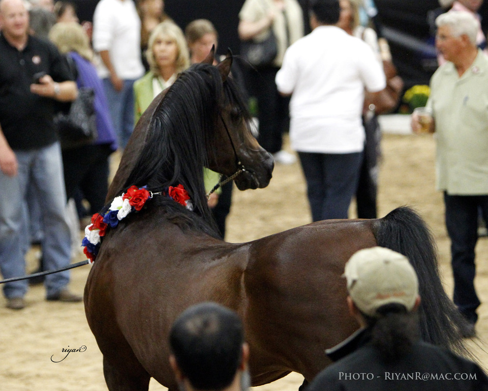 2013 Arabian Breeders World Cup Candid Shots