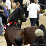 2013 Arabian Breeders World Cup Candid Shots