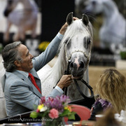 2013 Arabian Breeders World Cup Candid Shots
