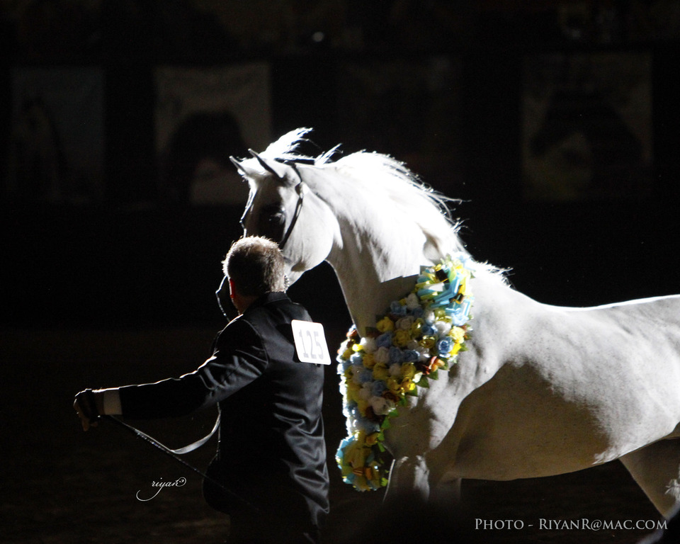 2013 Arabian Breeders World Cup Candid Shots