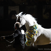 2013 Arabian Breeders World Cup Candid Shots