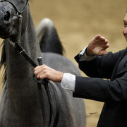 2013 Arabian Breeders World Cup Candid Shots