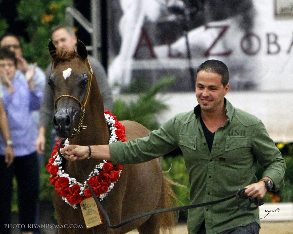 2013 Arabian Breeders World Cup Candid Shots