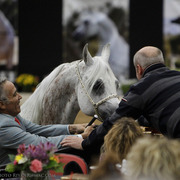 2013 Arabian Breeders World Cup Candid Shots