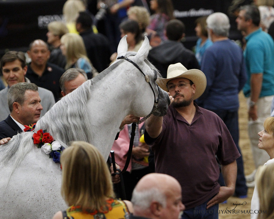 2013 Arabian Breeders World Cup Candid Shots