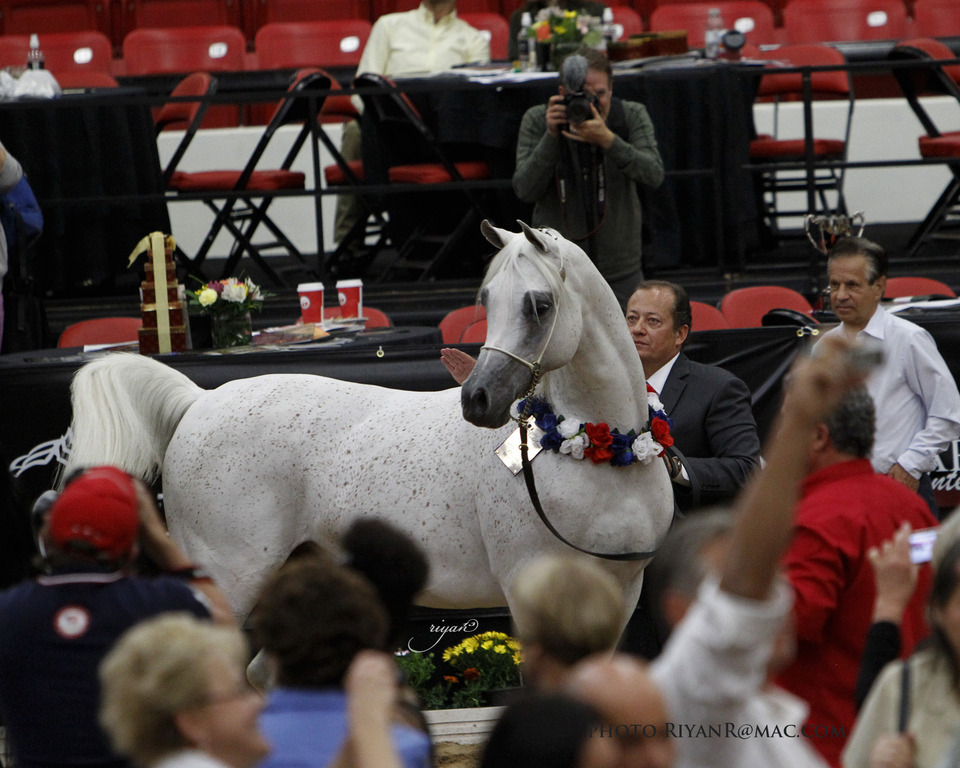 2013 Arabian Breeders World Cup Candid Shots