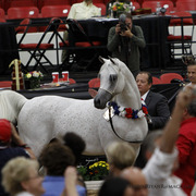 2013 Arabian Breeders World Cup Candid Shots