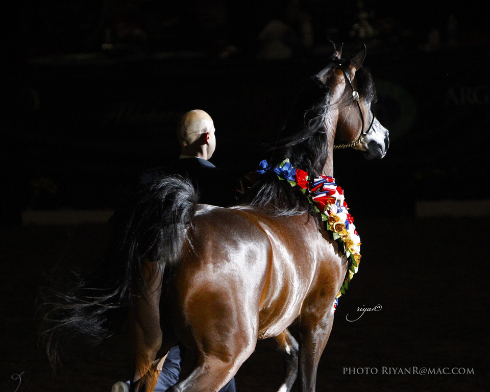 2013 Arabian Breeders World Cup Candid Shots
