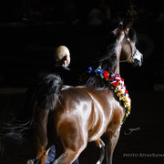 2013 Arabian Breeders World Cup Candid Shots