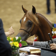 2013 Arabian Breeders World Cup Candid Shots