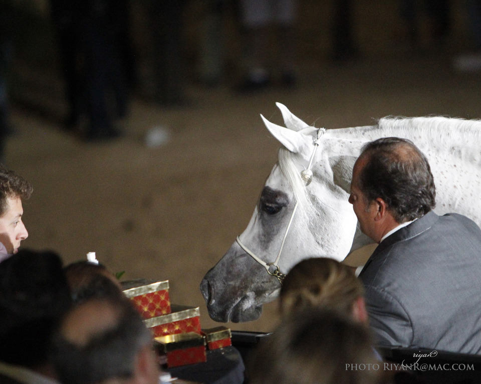 2013 Arabian Breeders World Cup Candid Shots