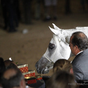 2013 Arabian Breeders World Cup Candid Shots