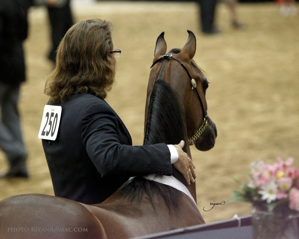 2013 Arabian Breeders World Cup Candid Shots