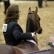 2013 Arabian Breeders World Cup Candid Shots