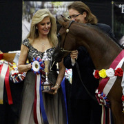 2013 Arabian Breeders World Cup Candid Shots