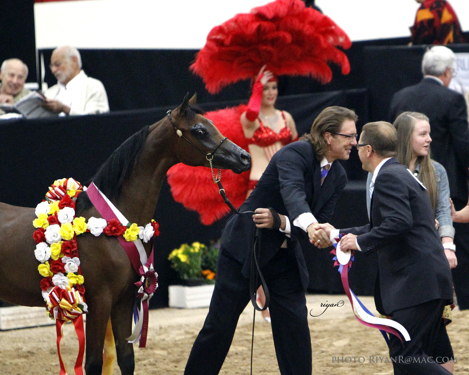 2013 Arabian Breeders World Cup Candid Shots