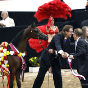 2013 Arabian Breeders World Cup Candid Shots