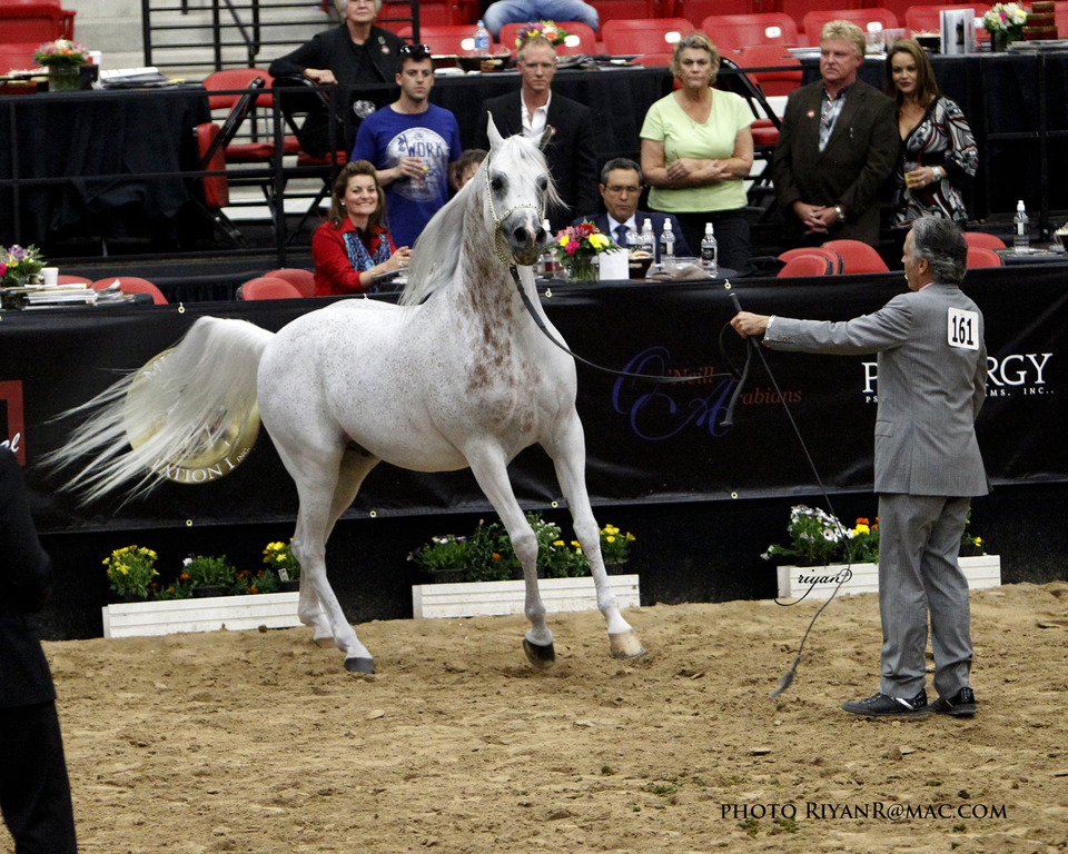 2013 Arabian Breeders World Cup Candid Shots