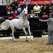 2013 Arabian Breeders World Cup Candid Shots