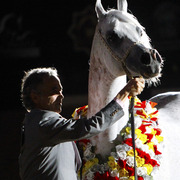 2013 Arabian Breeders World Cup Candid Shots