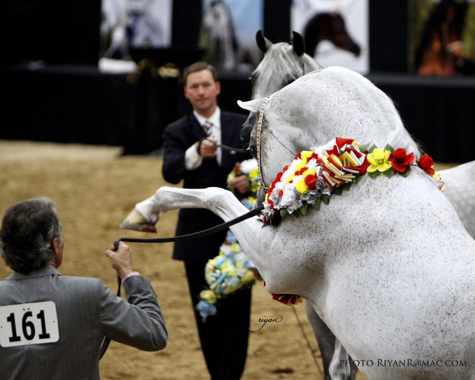 2013 Arabian Breeders World Cup Candid Shots