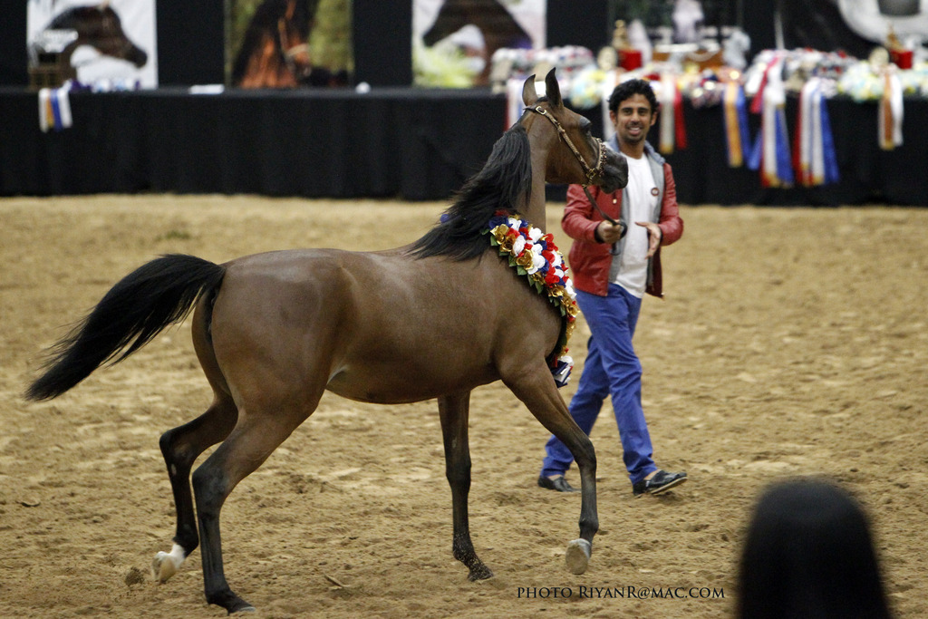 2013 Arabian Breeders World Cup Candid Shots