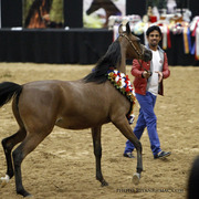 2013 Arabian Breeders World Cup Candid Shots