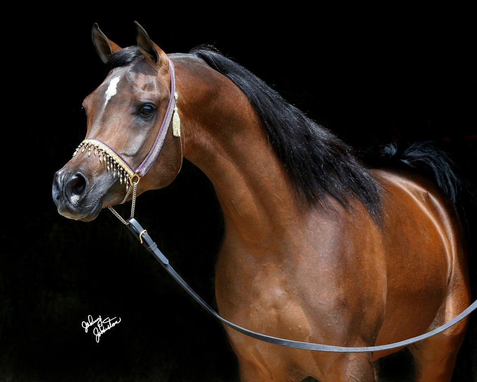 Amethyst Acres Equine Center