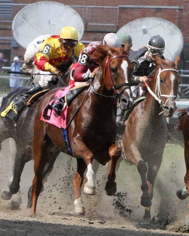 Arabian Horses and Breeders in the US for 2013