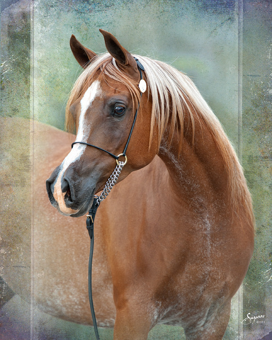 Misty Valley Arabians