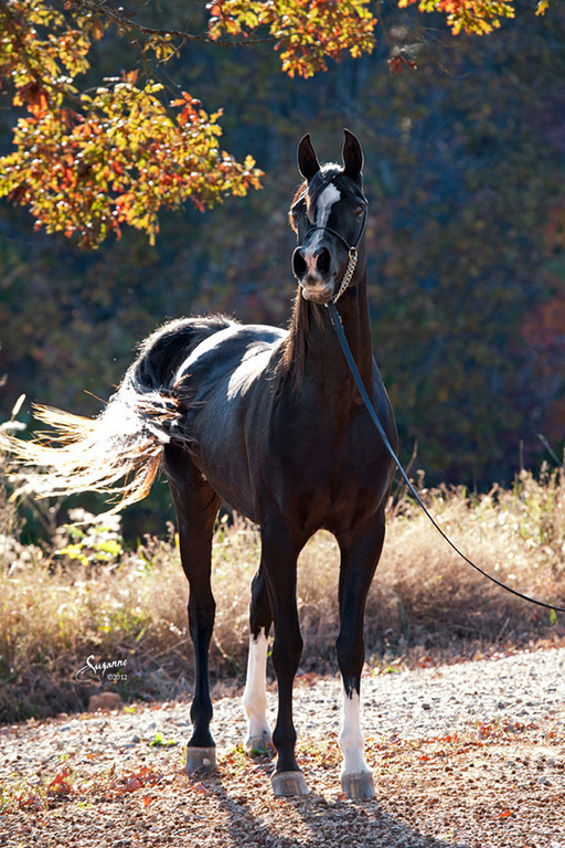 Misty Valley Arabians