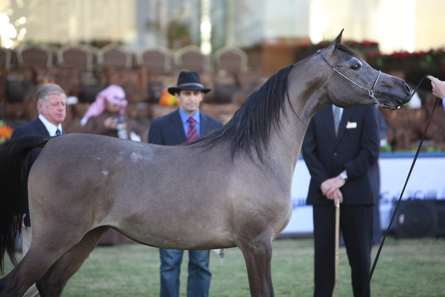 The Prince Sultan Bin Abdulaziz Arabian Horse Festival 