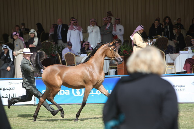 The Prince Sultan Bin Abdulaziz Arabian Horse Festival 