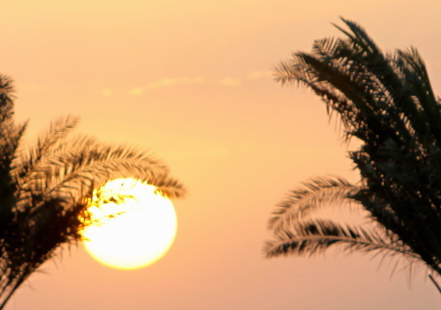 The Prince Sultan Bin Abdulaziz Arabian Horse Festival 