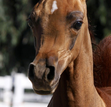 Arabesque International