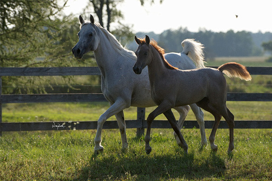 Lone Tamarak Arabians