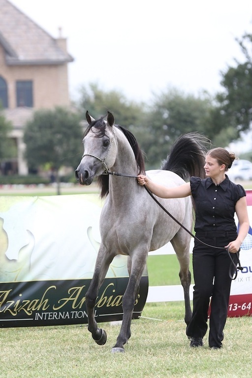 2013 Egyptian Breeders Classic